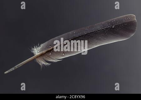 Feder und Wassertropfen .Makro-Fotografie von Wassertropfen auf einer Vogelfeder. Stockfoto