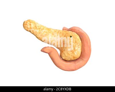 Pankreas, menschliche Anatomie, Seitenansicht, Duodenum, auf weißem Hintergrund, 3d-Rendering Stockfoto