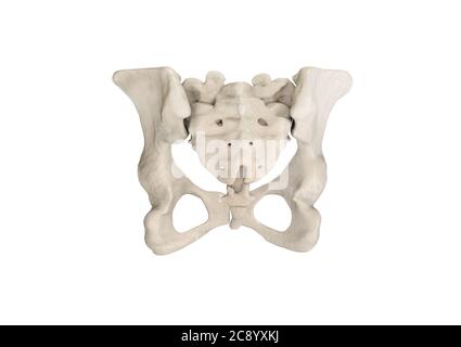 Becken, menschliches Skelett, weibliche Becken Knochen Anatomie, Hüfte, 3D-Grafik, Knochen beschriftet Anatomie Rückenansicht, weißer Hintergrund Stockfoto