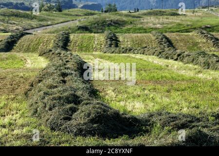 Luzerne Heu geschnitten und geschwefelt zum Trocknen, in Vorbereitung für Ballenbildung und stacking.in ein Idaho Feld. Stockfoto