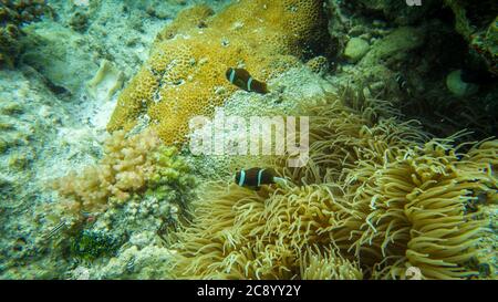 Clown Fisch in Anemone auf Korallenriff in natürlicher Umgebung. Klares Wasser Stockfoto