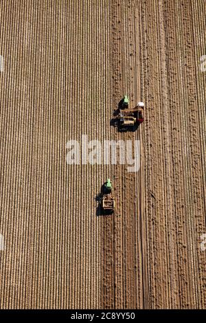 Eine Luftaufnahme von Landwirten und Feldhände mit landwirtschaftlichen Maschinen auf dem Feld, um Kartoffeln zu ernten. Die Kartoffeln a Stockfoto