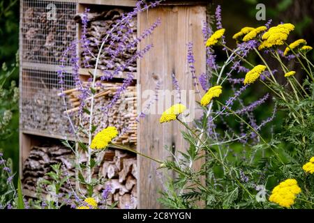 Garden Bee Hotel in Flowers, Zufluchtsort für einsame Bienen, nützliche Insekten, tierfreundlich, Perovskien, Yarrow, Achillea, bienenfreundlicher Garten Stockfoto