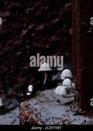 Kleine weiße Wildpilze, die in einer dunklen Ecke blühen. Stockfoto