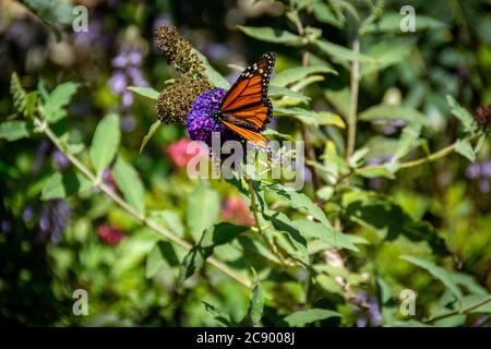 Der atemberaubende Monarch Schmetterling liegt auf einer violetten Blume, die Nektar in einem geheimen Garten sammelt. Stockfoto