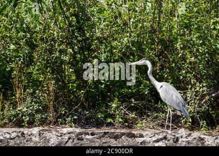 Ein grauer Reiher Ardea cinerea steht auf Steinwänden mit Pflanzenhintergrund, Stockfoto