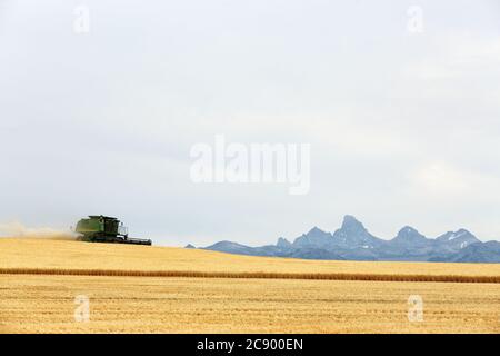 Ein Getreidekombinat funktioniert bei der Weizenernte auf den fruchtbaren Feldern von Idaho, vor dem Teton-Gebirge. Stockfoto
