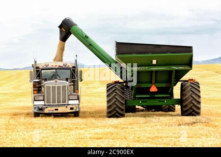 Landmaschinen entlasten geernteten Weizen von einem Mähdrescher zu einem Getreidewagen in den fruchtbaren Feldern der Farm von Idaho. Stockfoto