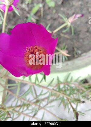 Portulaca grandiflora (Portulaca, Moosrose, Sonnenpflanze, Sonnenrose); EINE bunte Blüte, Blütenblätter überlappend in Schichten, die variabel und mehrfach- Stockfoto