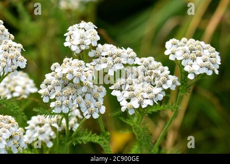 Schafgarbe wird seit der Antike als heilendes Kraut verehrt und ist ein ausgezeichnetes Insektenschutzmittel. Stockfoto