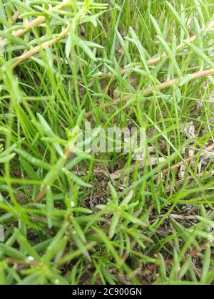Portulaca grandiflora oder Moos Rose Pflanzen und Gras – Delhi, Indien Stockfoto