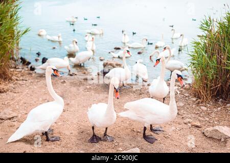 Schöne weiße Schwäne und Enten auf dem See Stockfoto