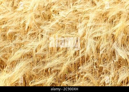 Ein Blick am frühen Morgen auf reifen Weizen, bereit für die Ernte, in den fruchtbaren Feldern der Farm von Idaho. Stockfoto