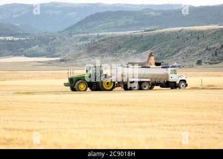 Landmaschinen entladen Weizen in einen LKW für den Transport, in den fruchtbaren landwirtschaftlichen Feldern von Idaho. Stockfoto