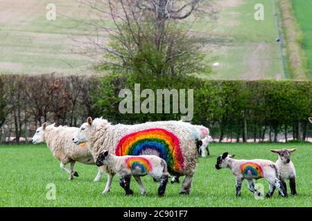 Rainbow Sheep, Kailzie Mains Farm in der Nähe von Peebles, Scottish Borders Stockfoto