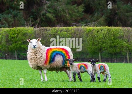 Rainbow Sheep, Kailzie Mains Farm in der Nähe von Peebles, Scottish Borders Stockfoto