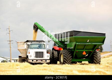 Ein Bulk-Getreideanhänger in einem Farmfeld lädt frisch geernteten Weizen auf einen LKW zum Transport zu einem Lager. Stockfoto