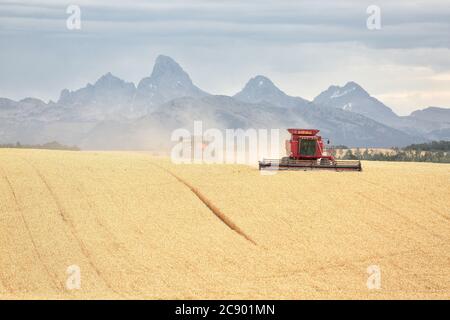 Ein Getreidekombinat funktioniert bei der Weizenernte auf den fruchtbaren Feldern von Idaho, vor dem Teton-Gebirge. Stockfoto