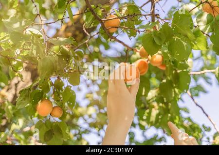 Nahaufnahme der Hand pflücken roten reifen Aprikose aus dem Baum im Garten. Obsternte. Stockfoto