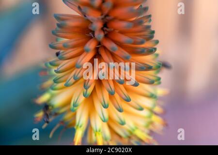 Rote Hot Pokers (Kniphofia uvaria) in Marokko Stockfoto