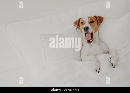 Niedliche müde Jack russell Terrier Hund gähnt in bequemen Bett, entspannt unter weißen Decke, genießt Entspannung zu Hause, hält den Mund geöffnet und sh Stockfoto