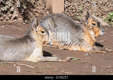 Porträt eines Paares patagonischer Maras (dolichotis patagonum), das auf dem Boden sitzt Stockfoto