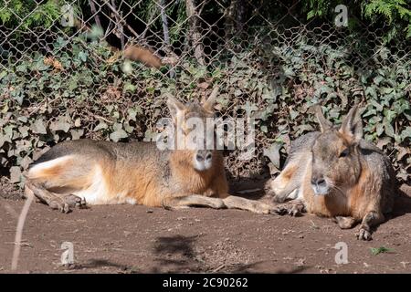 Porträt eines Paares patagonischer Maras (dolichotis patagonum), das auf dem Boden sitzt Stockfoto