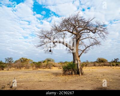 Ein sehr großer Baobab-Baum, Adansonia digitata, zeigt Elefanten-Futterschäden im South Luangwa National Park, Sambia. Stockfoto