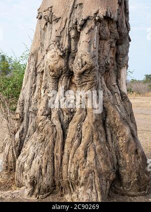 Ein sehr großer Baobab-Baum, Adansonia digitata, zeigt Elefanten-Futterschäden im South Luangwa National Park, Sambia. Stockfoto