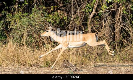 Eine Erwachsene weibliche Impala, Aepyceros melampus, läuft im South Luangwa National Park, Sambia. Stockfoto