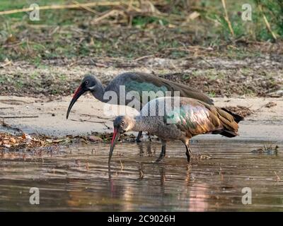 Erwachsene Hadada-Ibipaaren, Bostrychia hagedash, am oberen Sambezi-Fluss im Mosi-oa-Tunya National Park, Sambia. Stockfoto