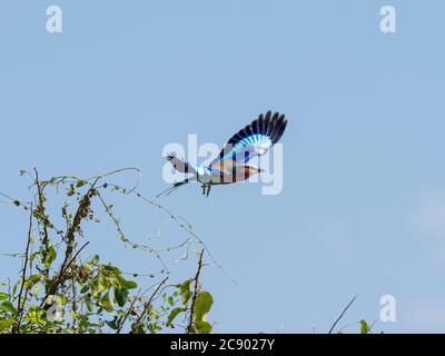 Ein Erwachsener Fliederschnuller, Coracias caudatus, der Flug im South Luangwa National Park, Sambia. Stockfoto