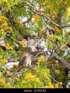 Ein erwachsener Tiernaffe, Chlorocebus pygerythrus, im South Luangwa National Park, Sambia. Stockfoto