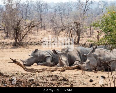 Adultes südliches Nashorn, Ceratotherium simum simum, bewacht im Mosi-oa-Tunya National Park, Sambia. Stockfoto