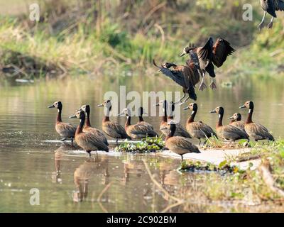 Eine Herde von weißen Pfeifenten, Dendrocygna viduata, Zambezi River, Mosi-oa-Tunya National Park, Sambia. Stockfoto