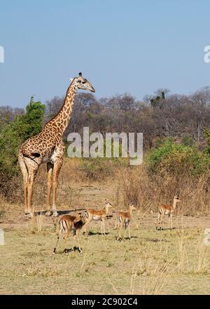 Eine Erwachsene Thornicrofts Giraffe, Giraffa camelopardalis thornicrofti, mit Impala im South Luangwa National Park, Sambia. Stockfoto