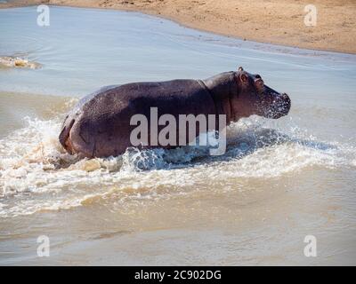 Ausgewachsener Nilpferd, Nilpferd amphibius, im South Luangwa National Park, Sambia. Stockfoto