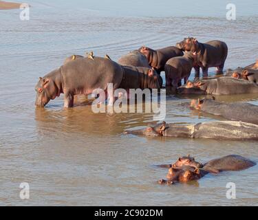 Nilpferd, Nilpferd amphibius, mit Nilkrokodil im South Luangwa National Park, Sambia. Stockfoto