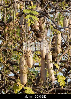 Ein großer Wurstbaum, Kigelia africana, mit vielen Früchten im South Luangwa National Park, Sambia. Stockfoto