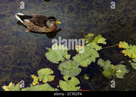 Eine Ente in den Sümpfen. Wilde Ente in einem Naturschutzgebiet gefunden. Brockholes Naturschutzgebiet ist ein Dorf an einem See mit atemberaubender Tierwelt. Stockfoto