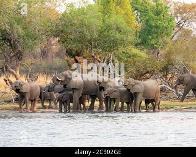 Eine Herde afrikanischer Buschelefanten, Loxodonta africana, am oberen Zambezi-Fluss, Mosi-oa-Tunya Nationalpark, Sambia. Stockfoto