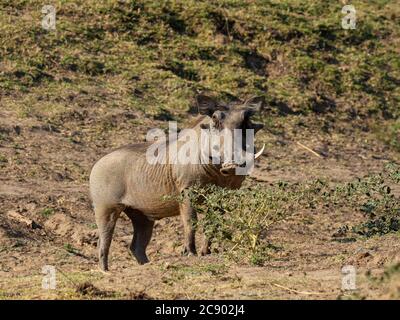 Ein erwachsener männlicher Warzenschwein, Phacochoerus africanus, South Luangwa National Park, Sambia. Stockfoto