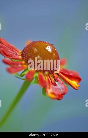 Sneezezeeed oder Helenium, 'Moorheim Beauty' sind dunkel zentrierte kupferrote aufrechte Blüten, die zur Familie der Asteraceae gehören Stockfoto