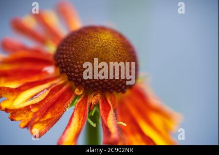 Sneezezeeed oder Helenium, 'Moorheim Beauty' sind dunkel zentrierte kupferrote aufrechte Blüten, die zur Familie der Asteraceae gehören Stockfoto