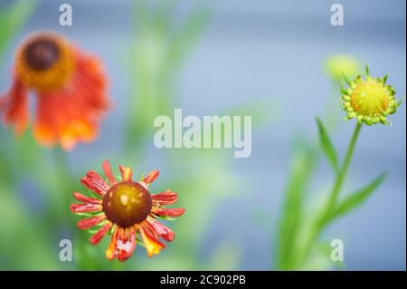 Sneezezeeed oder Helenium, 'Moorheim Beauty' sind dunkel zentrierte kupferrote aufrechte Blüten, die zur Familie der Asteraceae gehören Stockfoto