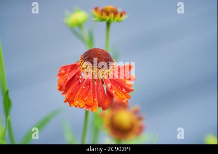 Sneezezeeed oder Helenium, 'Moorheim Beauty' sind dunkel zentrierte kupferrote aufrechte Blüten, die zur Familie der Asteraceae gehören Stockfoto