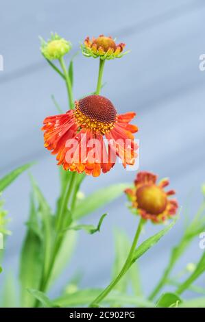 Sneezezeeed oder Helenium, 'Moorheim Beauty' sind dunkel zentrierte kupferrote aufrechte Blüten, die zur Familie der Asteraceae gehören Stockfoto