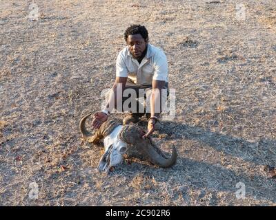 Afrikanischer Führer John mit dem Schädel eines weiblichen Kapbüffels, Syncerus Caffer, South Luangwa National Park, Sambia. Stockfoto