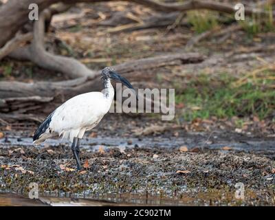 Ein erwachsener afrikanischer Heiliger Ibis, Threskiornis aethiopicus, am oberen Zambezi Fluss im Mosi-oa-Tunya Nationalpark, Sambia. Stockfoto