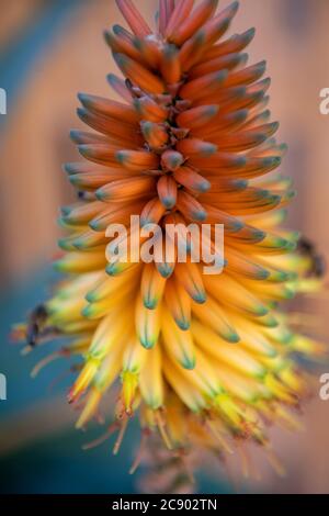 Rote Hot Pokers (Kniphofia uvaria) in Marokko Stockfoto